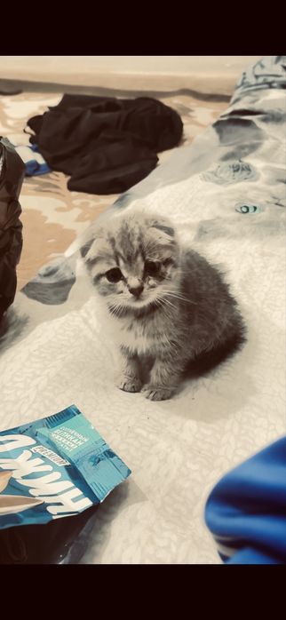 Продам вислоухого котенка