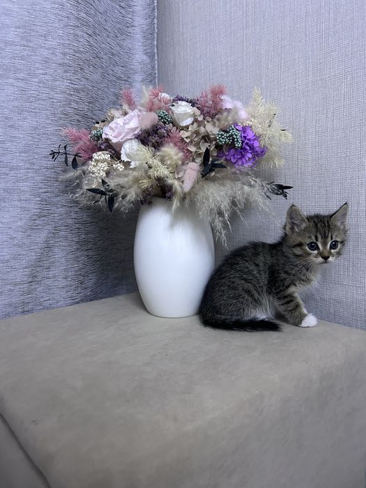 Котята, девочки