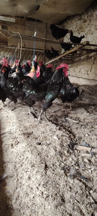Кора шахзода товук, хуроз, жужа ва Тухум лари бор