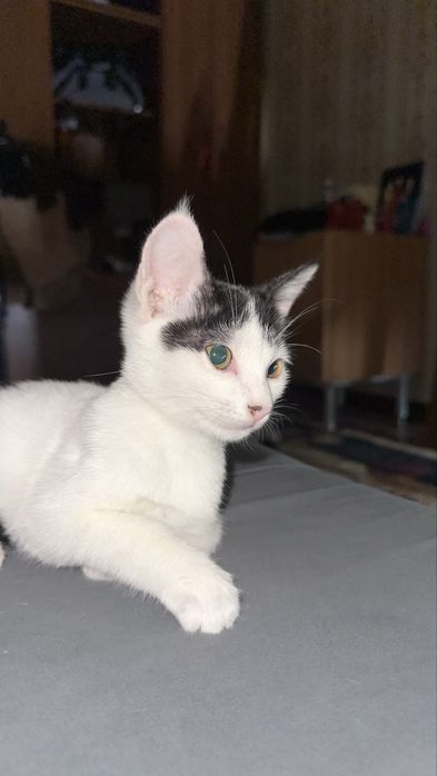 Отдам котёнка в добрые руки — 5 месяцев, ласковый и чистоплотный