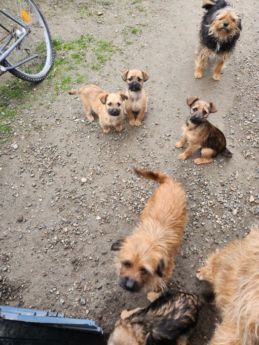 DONEZ 3 căței vaccinați, deparazitati