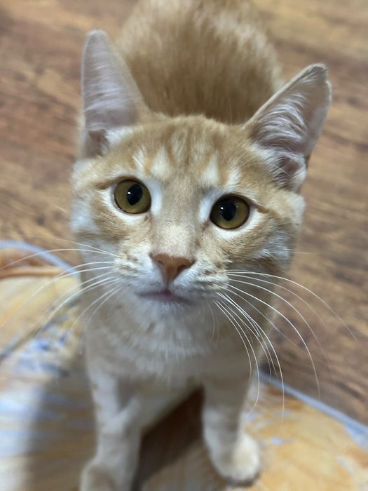 Котенок 3мес/Мальчик