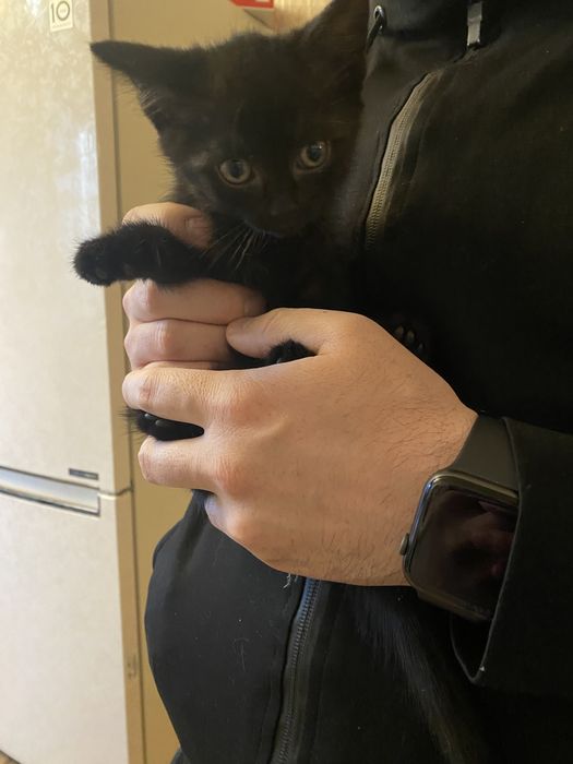 Продаются котята мать британка