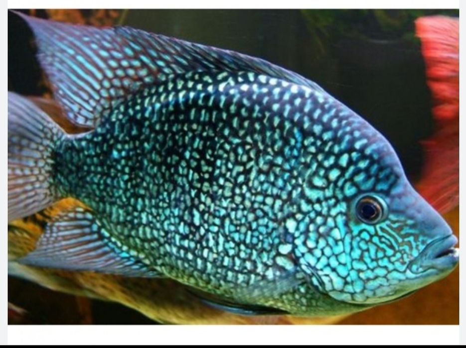 Бриллиантовая Цихломоза  крупная примерно 13/15 см