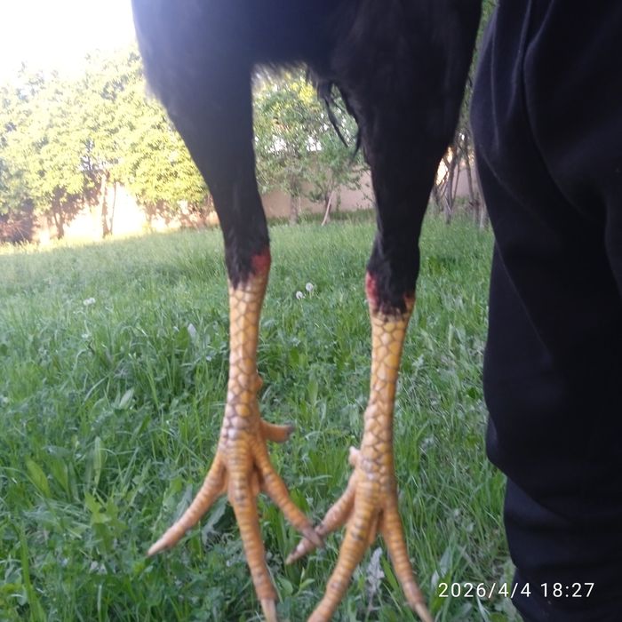 Xõroz va tovuq sotiladi