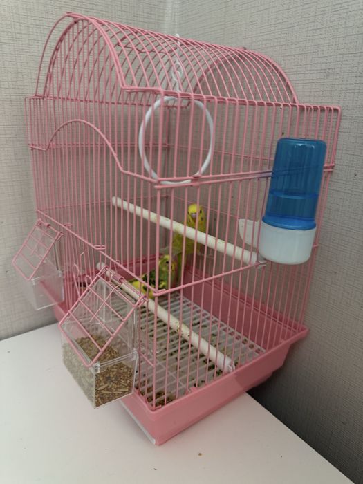 прадаётса попугайчики