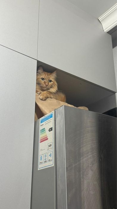 бесплатно отдам кота