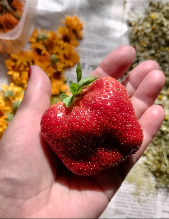 Продам рассаду клубники