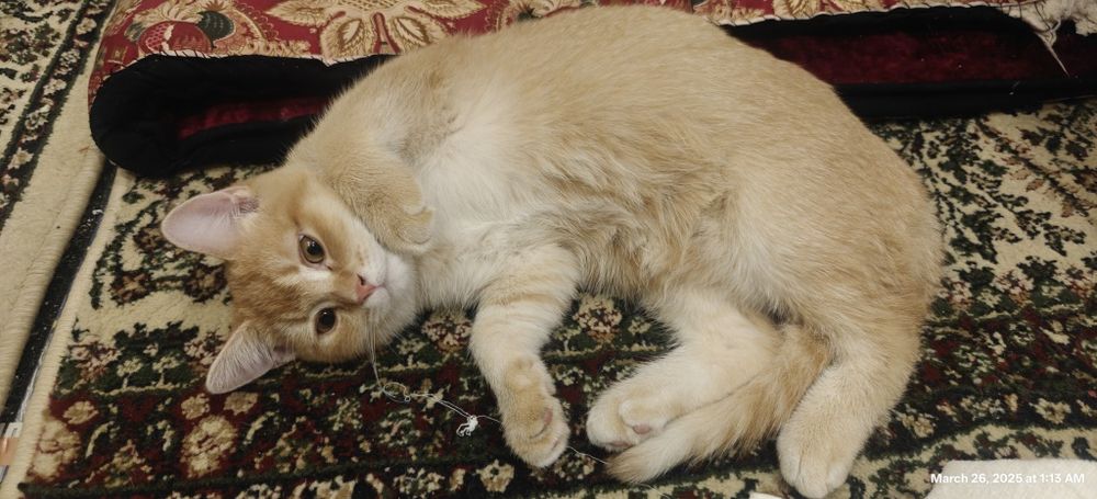 Котенок Шиншилла золотистый