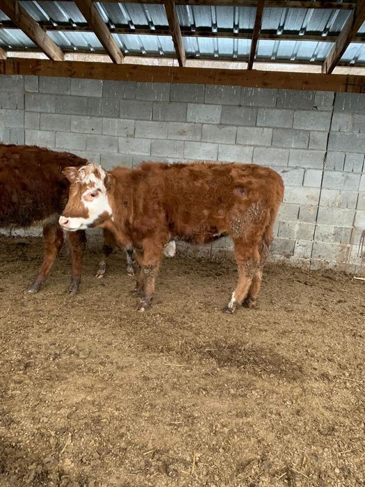 5 бас Ұрғашы мал 9-10 айлық сатылады