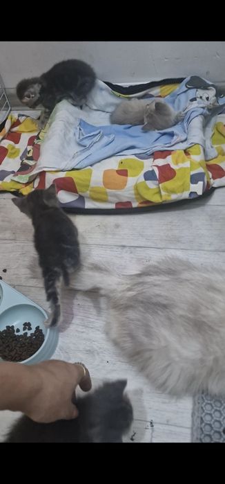 Манчкин котята 1 мальчик