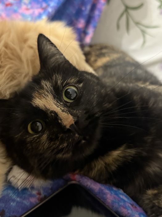 Котенок маленький
