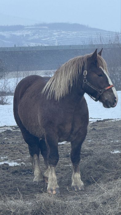 Vand iapa de 3 ani rasa breton