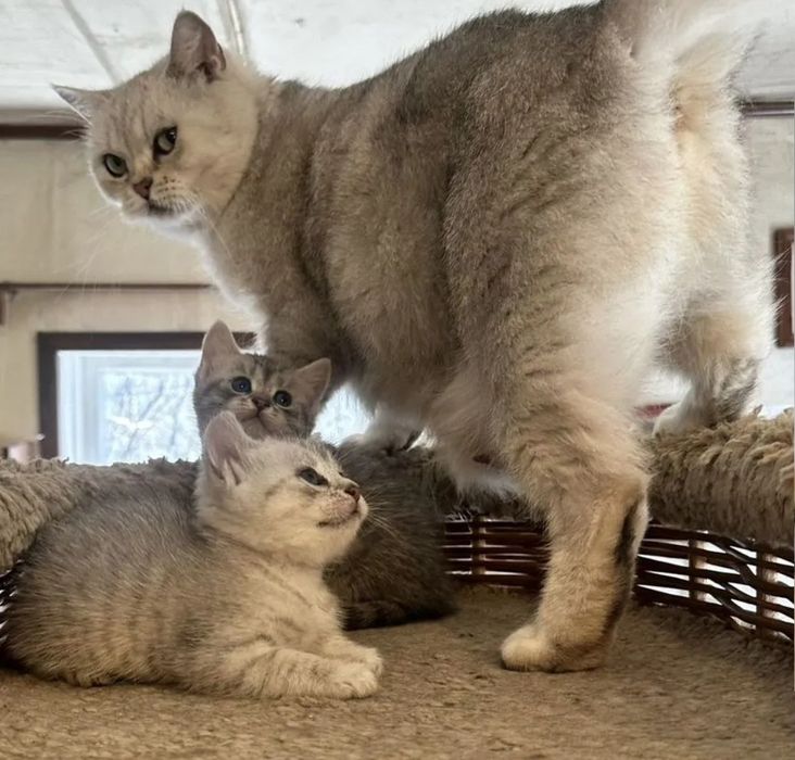 Британские котята мальчики