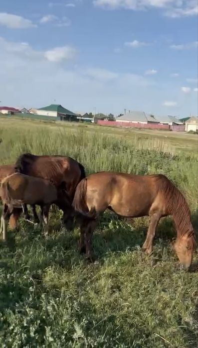 Продается табун лошадей (кобылы с жеребятами и жеребец)