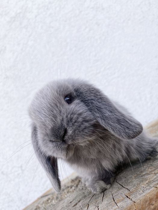 Iepuri pitici de companie Mini Lop/ Berbec pitic