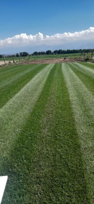 Газон рулонный и посевной.