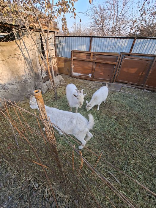 Козел Орыс Ешкі бар