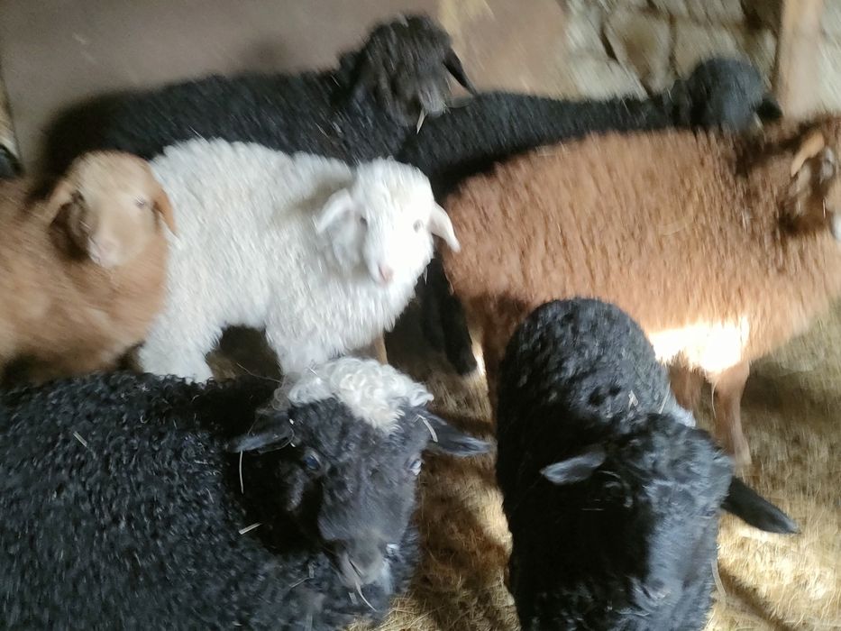 Козылы койлар сатылады