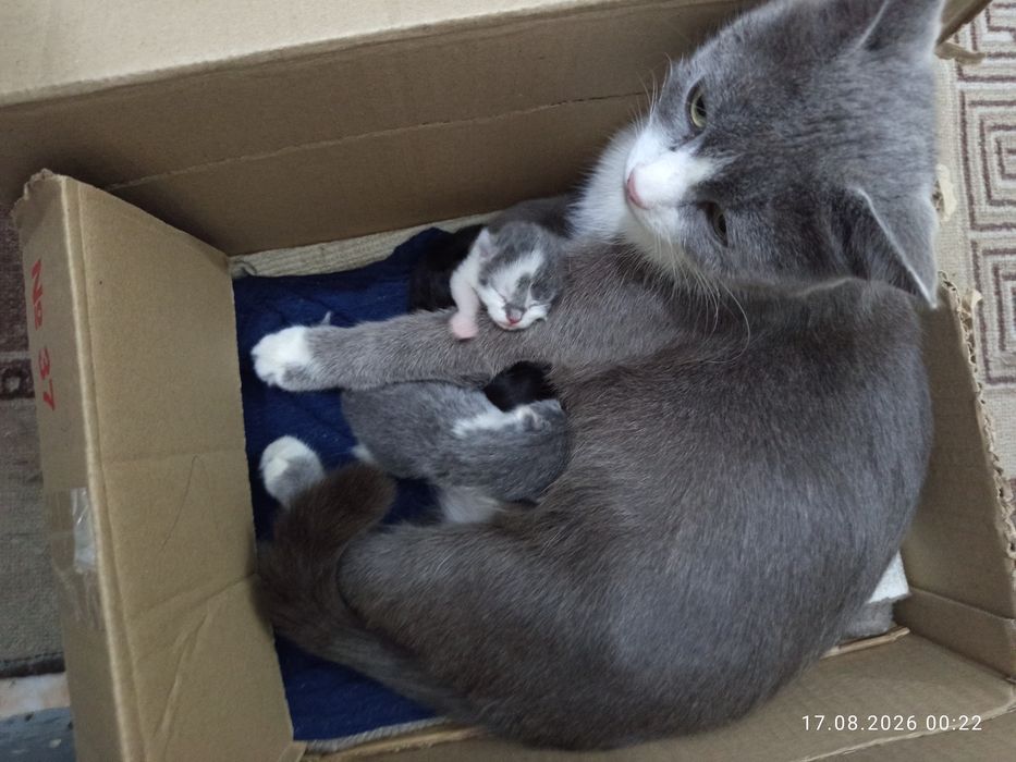 Кошка с котятами