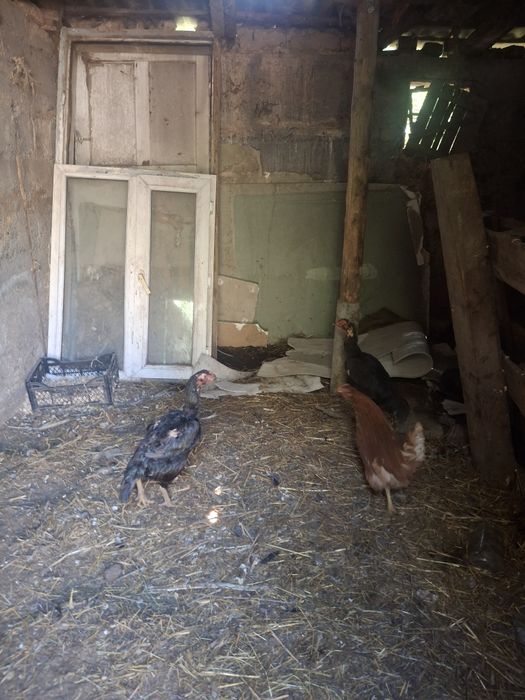 Продам 3 курицы даканки