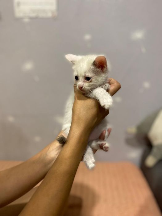 Отдам белых котят