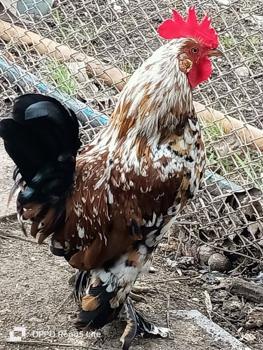 Vând cocosi araucana și american pitic