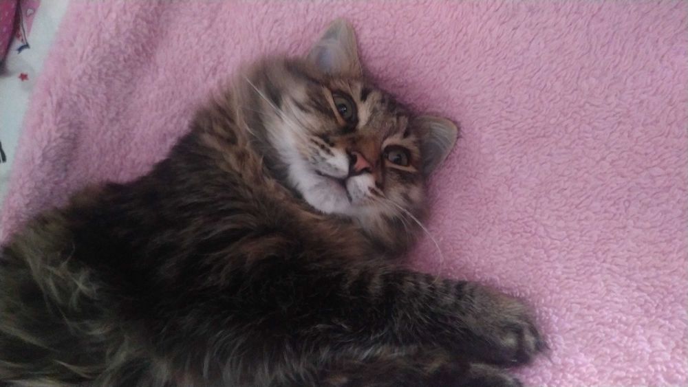 Отдам котика,в добрые руки