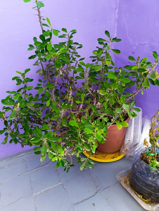 Продам  молочай  в объёме 160см