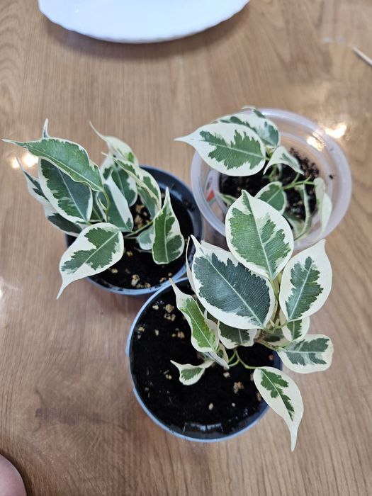 Фикус бенджамина вариегатный