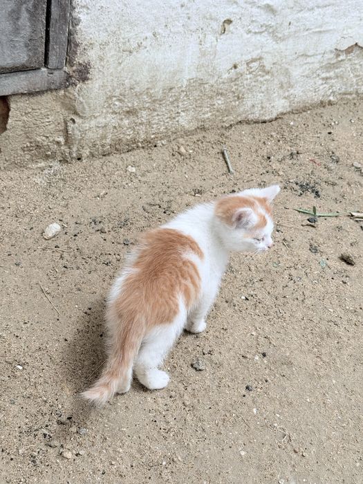 В хороште руки котят