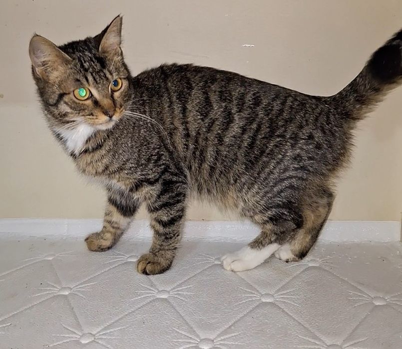 Возьми друга из приюта