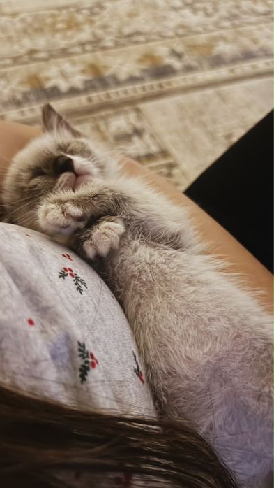 Сиамский кот продается с кормом с домигом срочно!