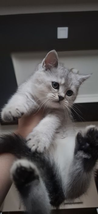 Котёнок на продажу