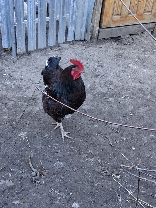 Vând oua de incubat de la găinile din poza