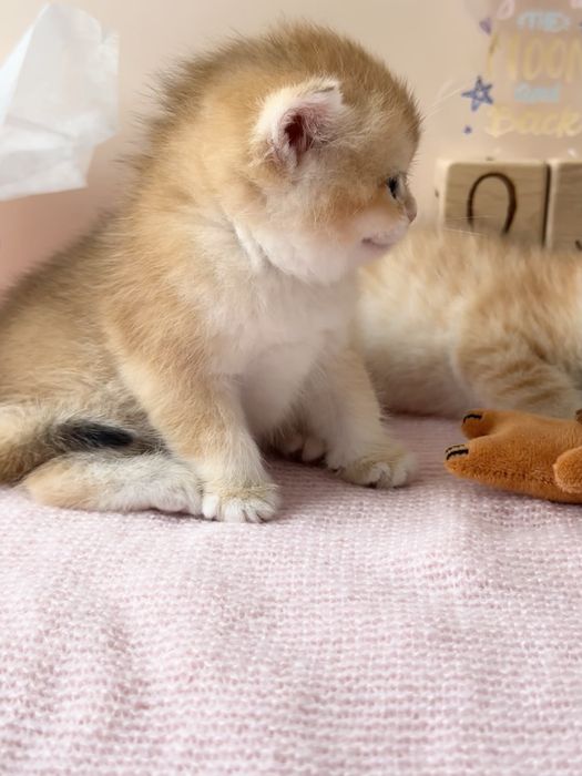 Котята Бритаские Шиншиллы