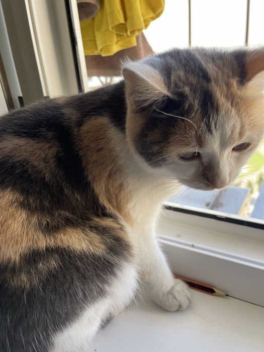 Turetskiy van yoshga tolmagan