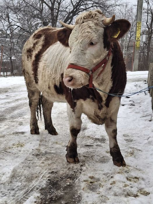 Junică gestanta in 7 luni