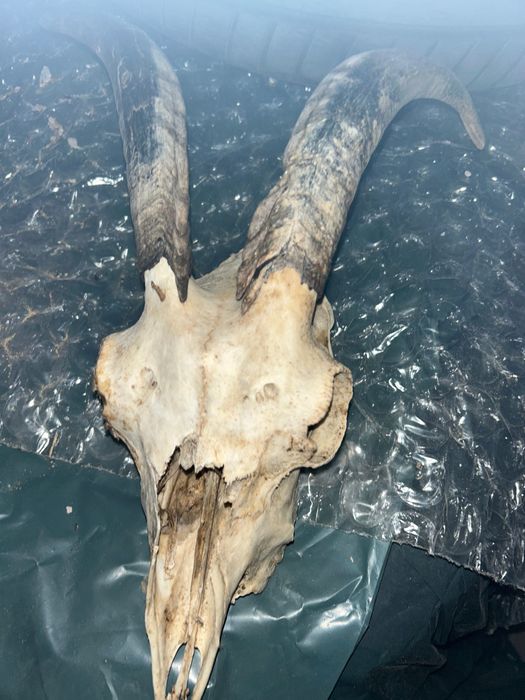 Рога за кукерски маски