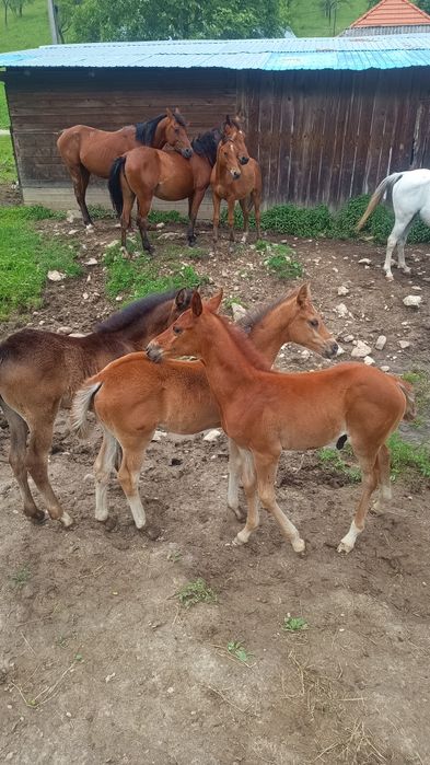 Vând măji Pur sânge arab și jumate arab