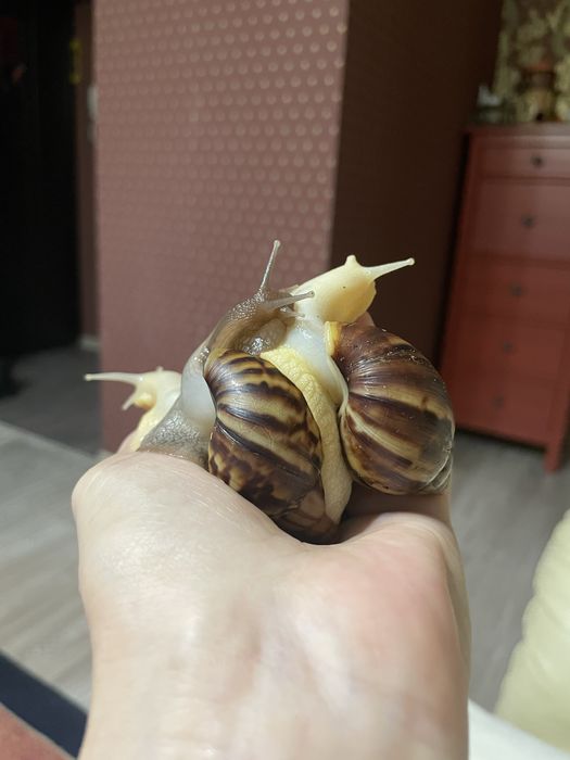 Ахатины гигантские улитки продам
