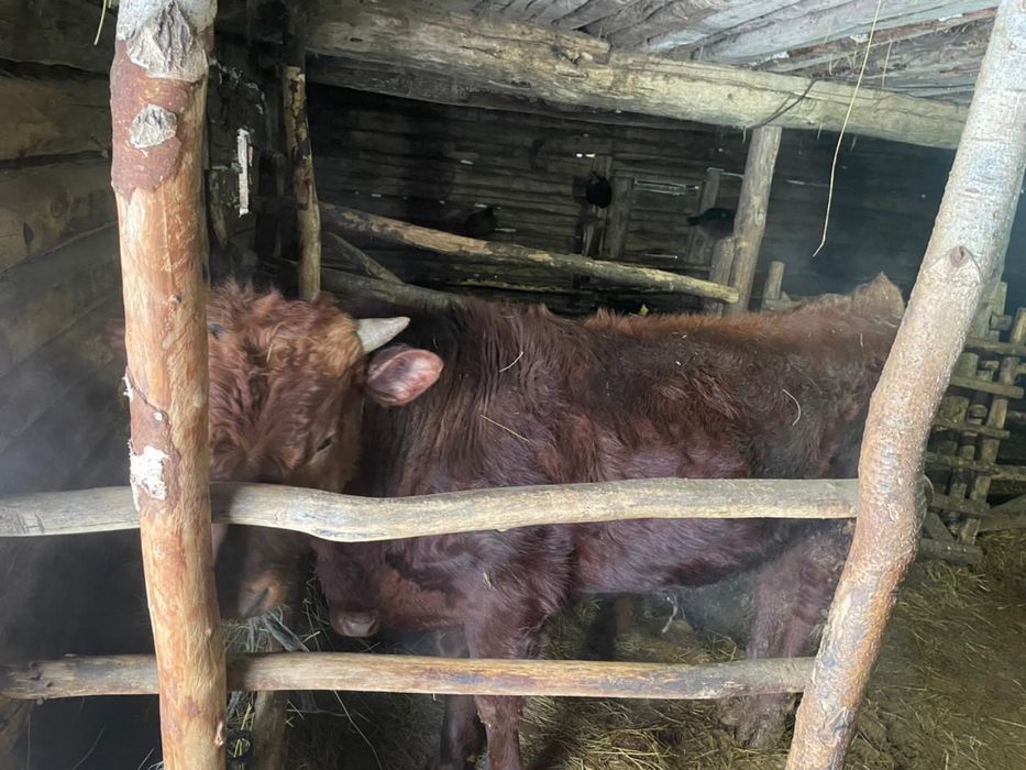 Два бычка и одного тёлку