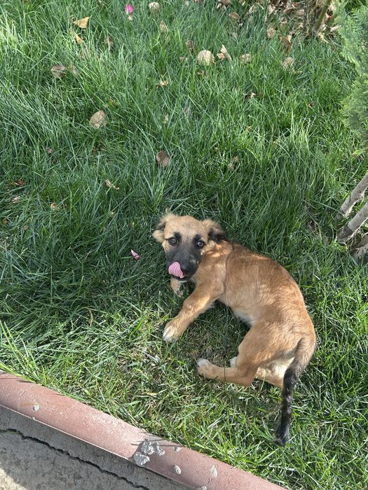 Catelusa spre adoptie