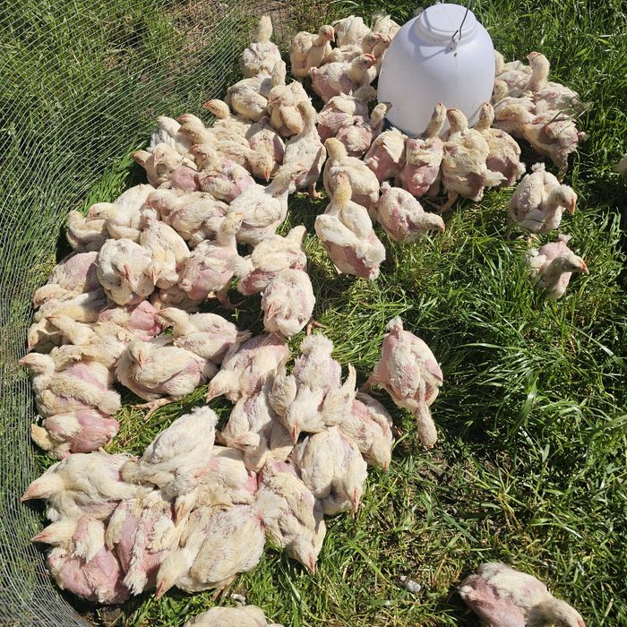 Продавам пилета бройлери