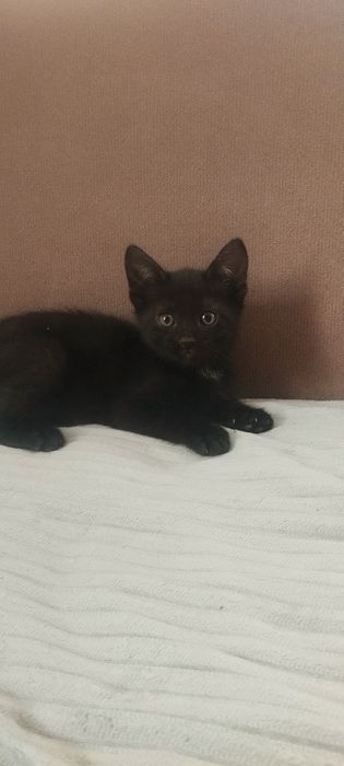 Отдам в добрые ручки черного котика