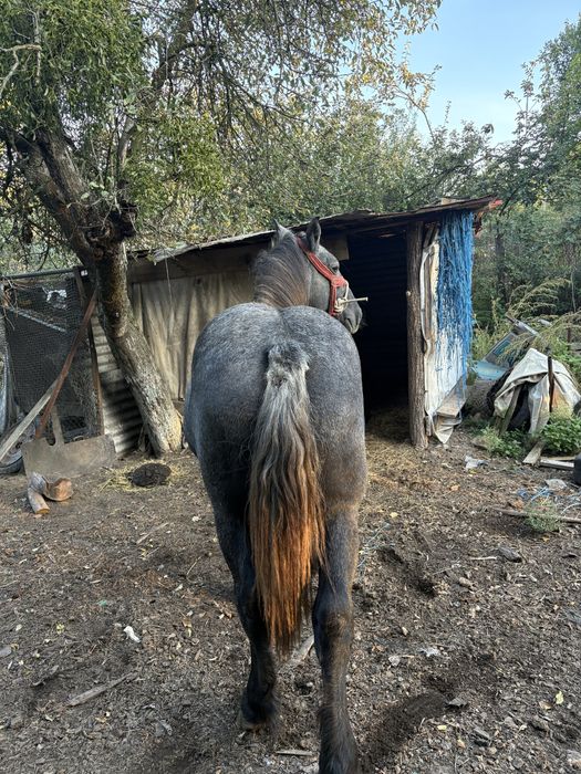 Manz sur de vanzare sau schimb cu orice