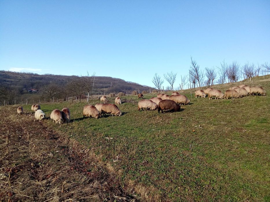 Vând 30 de oi țurcane