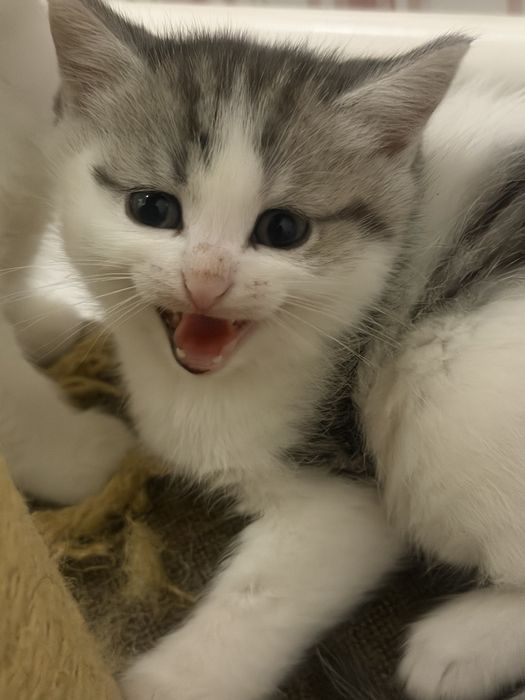 Продам котят В добрые руки