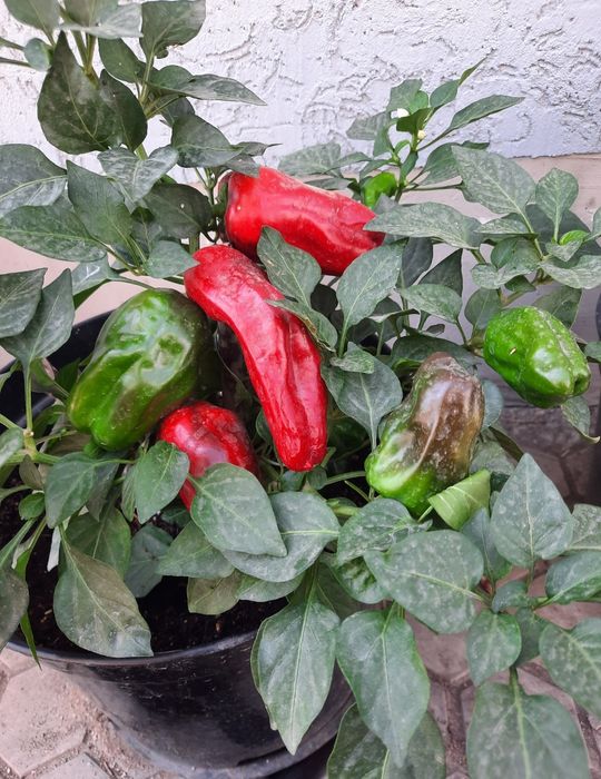 Семена коллекционных перцев