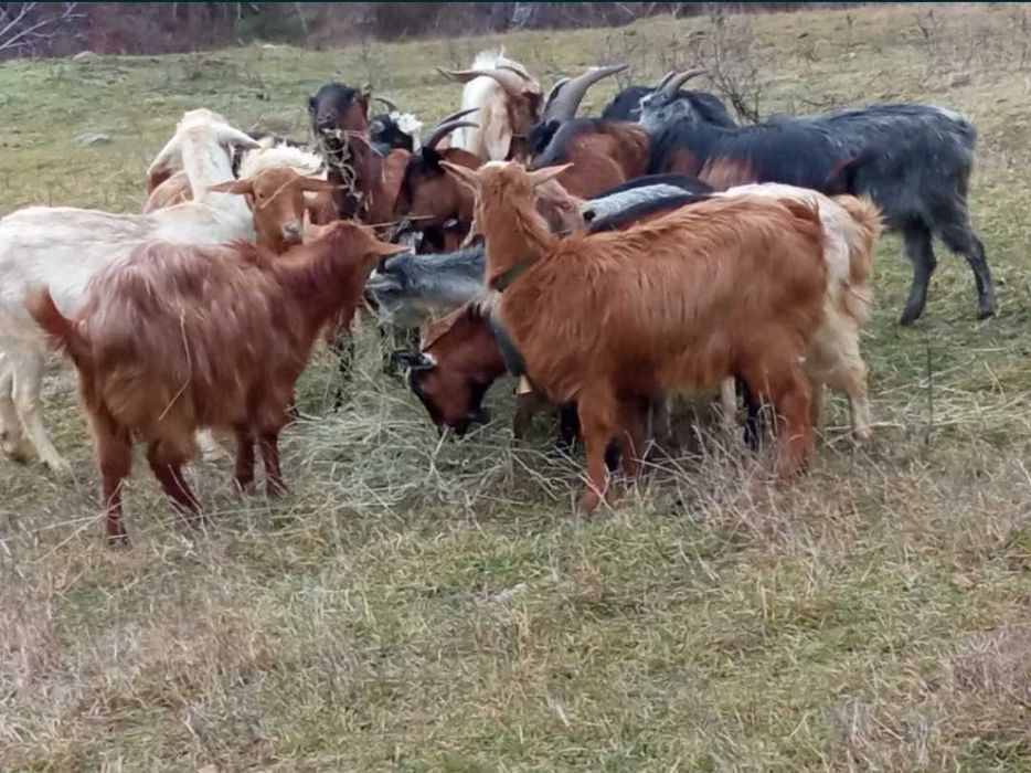 Vand Capre Țară VN